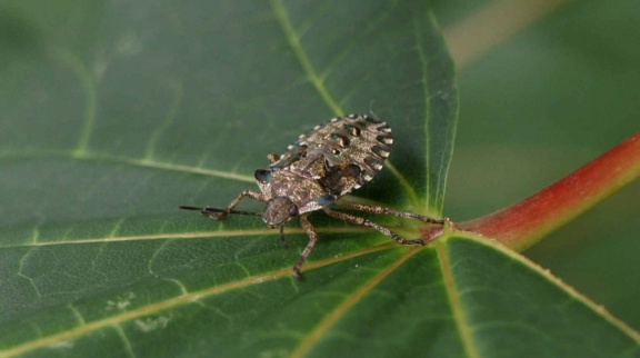 Pentatoma rufipes (larve)