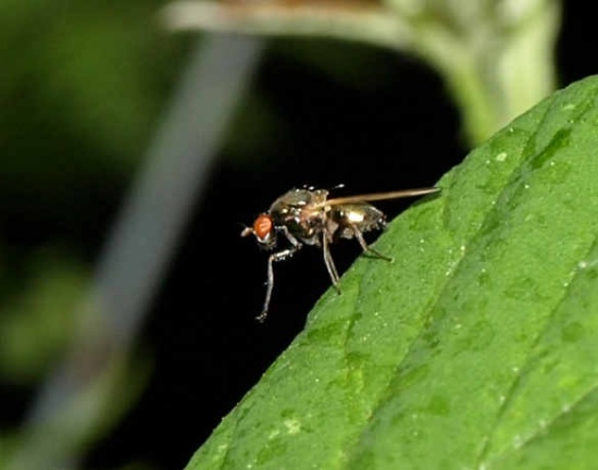 Calliopum sp.
