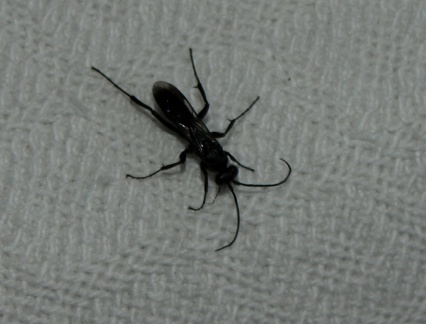Pompilidae
