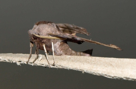 Smerinthus ocellata