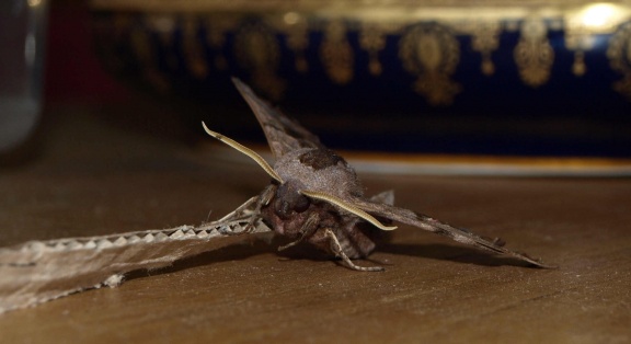 Smerinthus ocellata