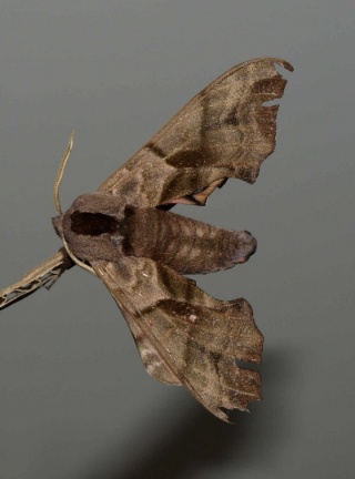 Smerinthus ocellata