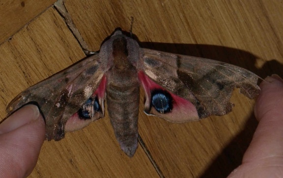 Smerinthus ocellata