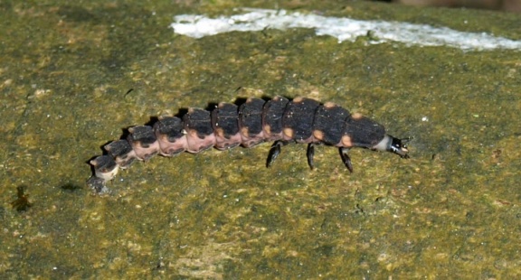 Lampyris noctiluca (larve)