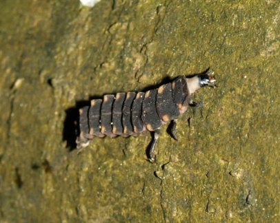 Lampyris noctiluca (larve)