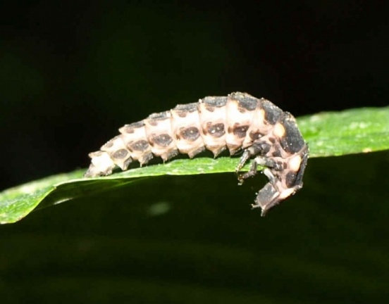 Lampyris noctiluca (larve)