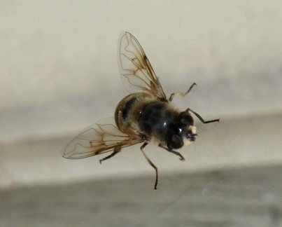 Eristalis tenax (femelle)