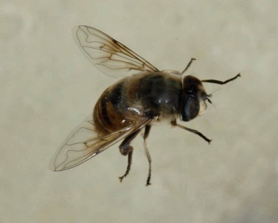 Eristalis tenax (femelle)
