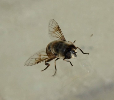Eristalis tenax (femelle)