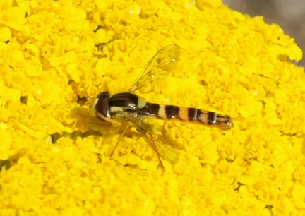 Sphaerophoria scripta (mâle)
