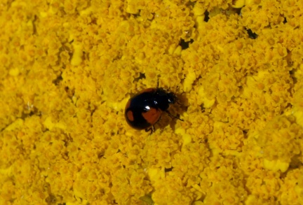 Adalia bipunctata