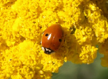Adalia bipunctata
