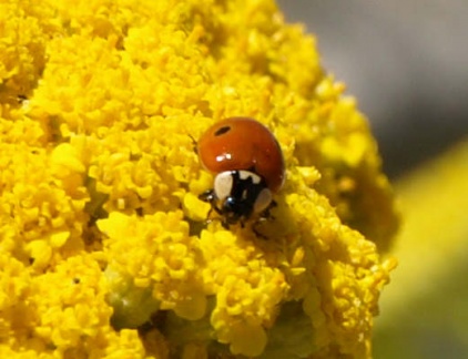 Adalia bipunctata