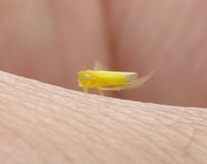 Empoasca sp.