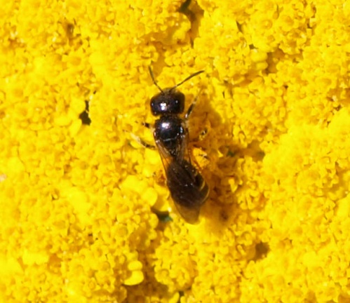 Halictidae