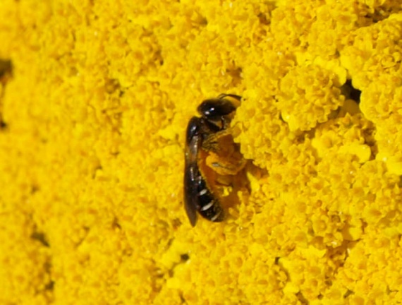 Halictidae