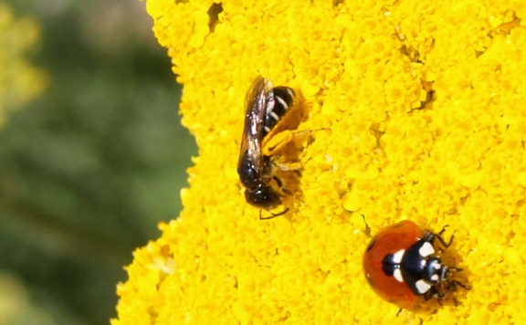 Halictidae