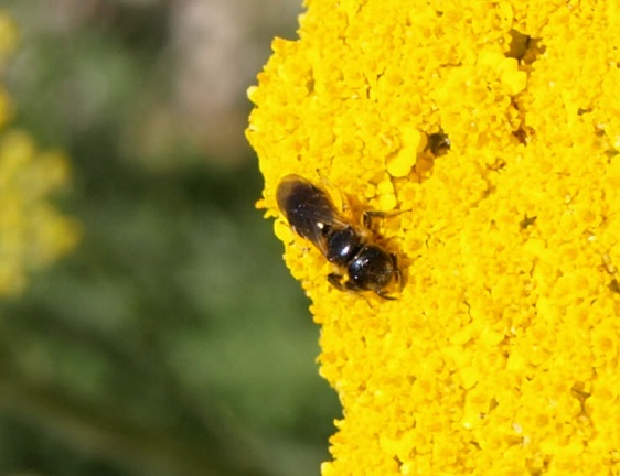 Halictidae