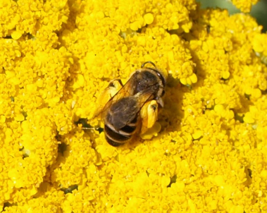 Andrena flavipes