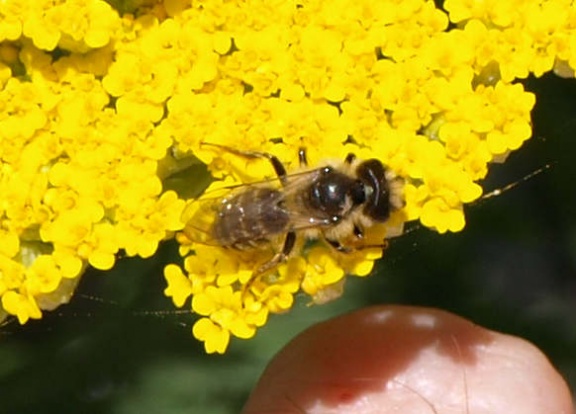 Andrena sp. (mâle)