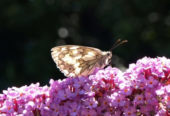 Melanargia galathea