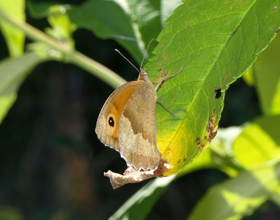Maniola jurtina (femelle)