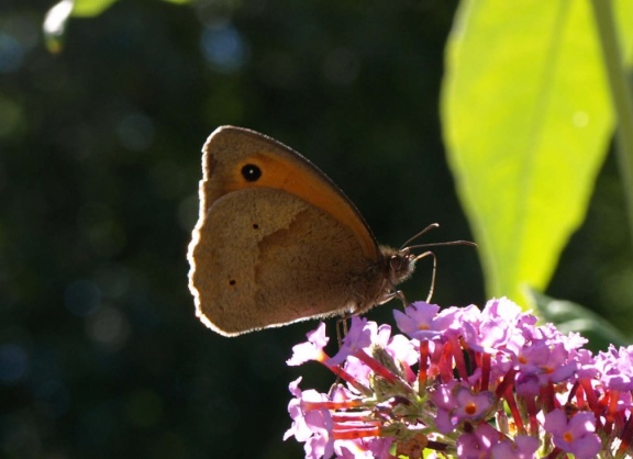 Maniola jurtina (femelle)