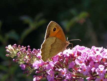 Maniola jurtina (femelle)