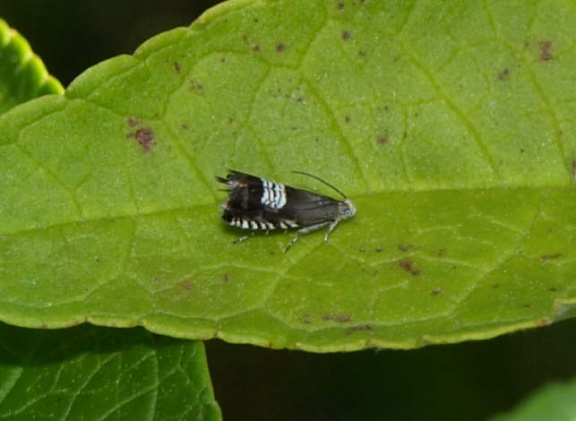 Grapholita compositella