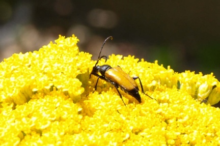 Paracorymbia fulva
