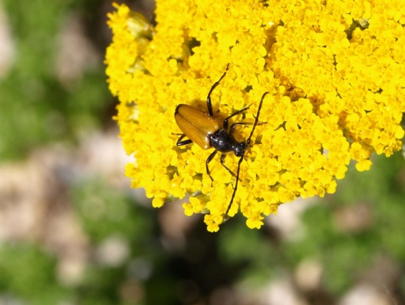 Paracorymbia fulva