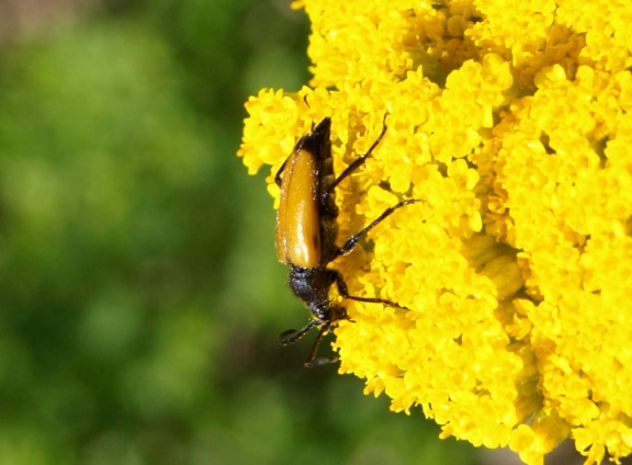 Paracorymbia fulva