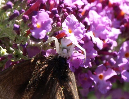 Misumena vatia