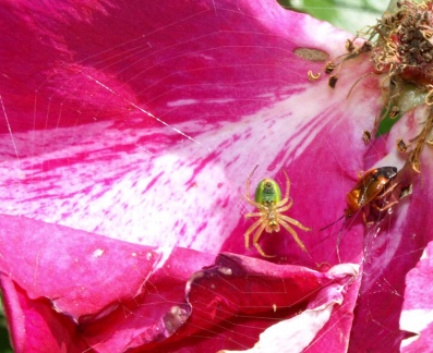 Araniella sp. et Deraeocoris ruber