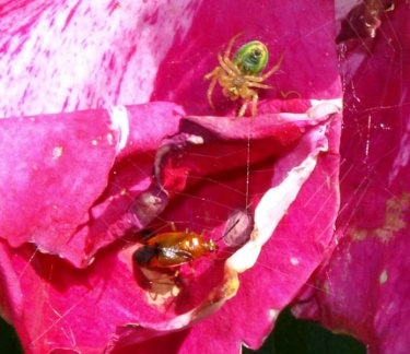 Araniella sp. et Deraeocoris ruber