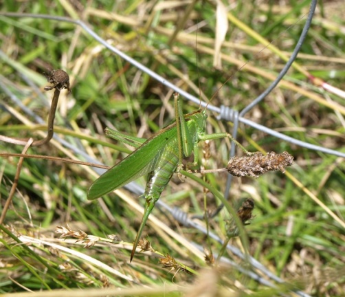 Tettigonia viridissima