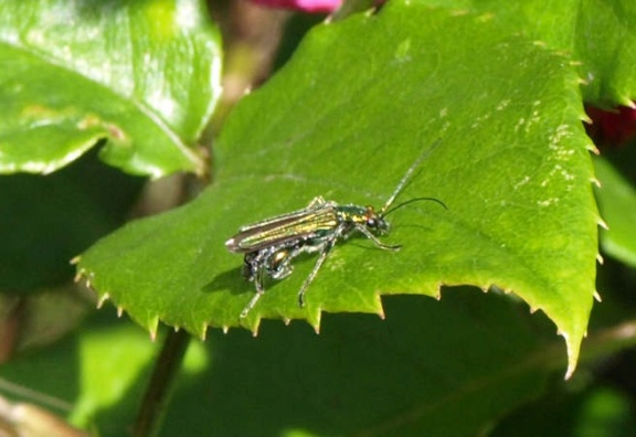Oedemera nobilis