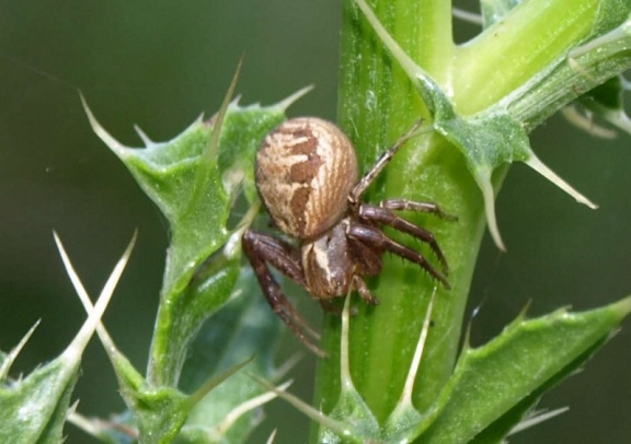 Xysticus sp.