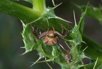 Xysticus sp.
