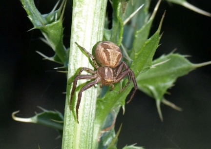Xysticus sp.