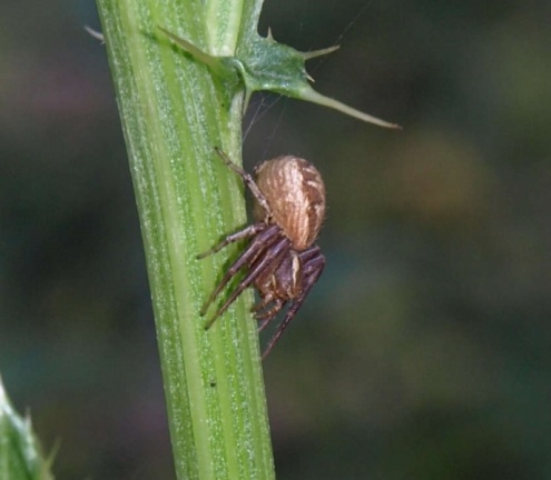 Xysticus sp.