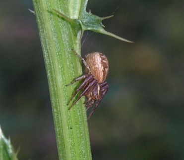 Xysticus sp.