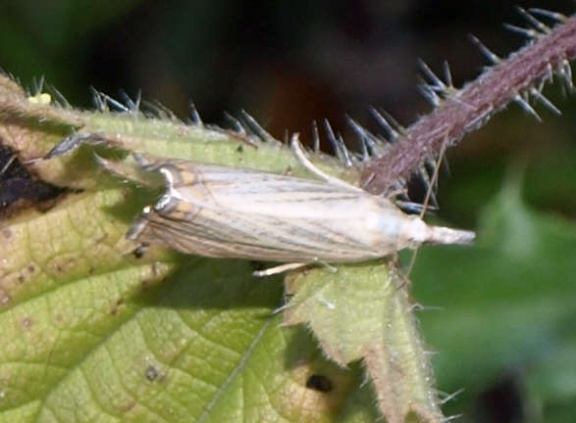 Chrysoteuchia culmella