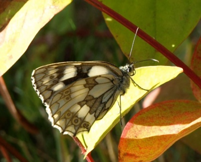 Melanargia galathea