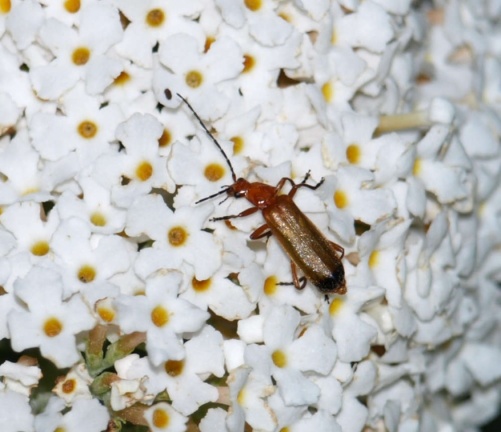 Rhagonycha fulva