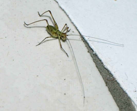 Phaneroptera sp. (juvénile)