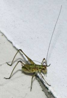 Phaneroptera sp. (juvénile)