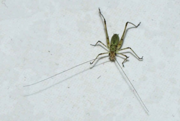 Phaneroptera sp. (juvénile)