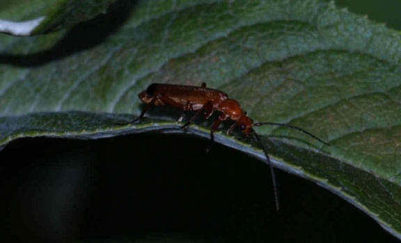 Rhagonycha fulva