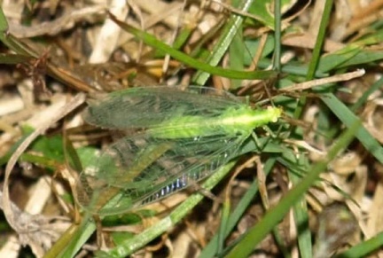 Chrysoperla sp.